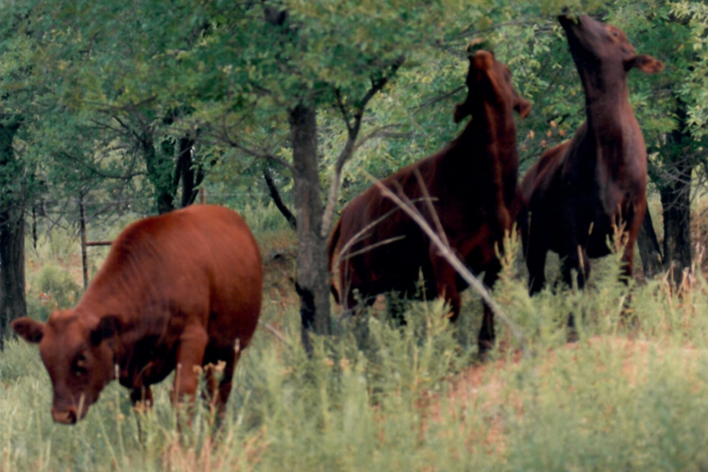 Bonsmara Heifers in Texas, 1998